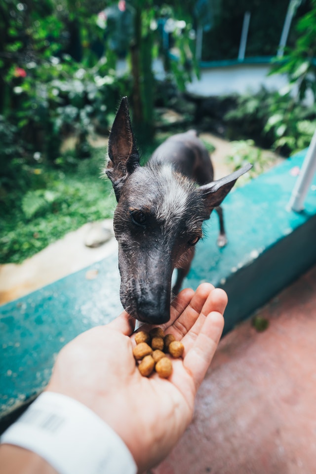 Best Dog food Review 2022- How to Select Ultimate Buyer’s Guide