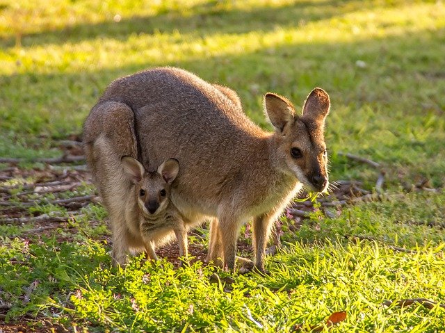 Top & Best Baby kangaroo Review 2022 – How to Select Ultimate Buyer’s Guide